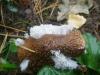 amanita_rubescens_1_t1_1.jpg