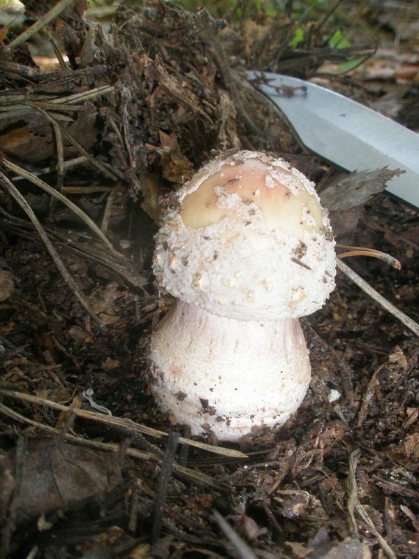 amanita_rubescens_2.jpg