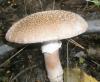 amanita_rubescens_2_t1_1.jpg