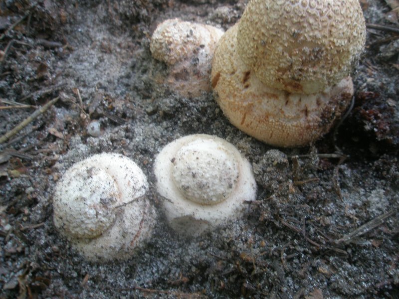 amanita_rubescens_3.jpg