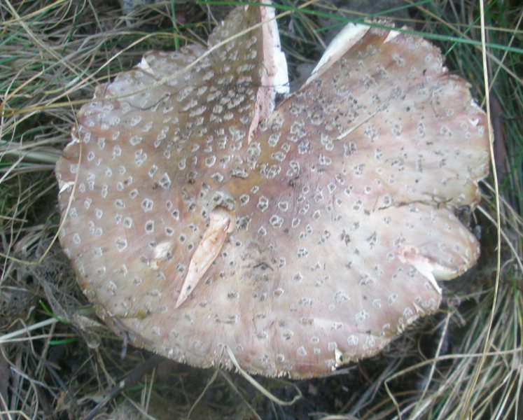 amanita_rubescens_5.jpg