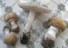 amanita_rubescens_vaginata_pancerina_t1.jpg