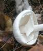 amanita_virosa_3_t1.jpg