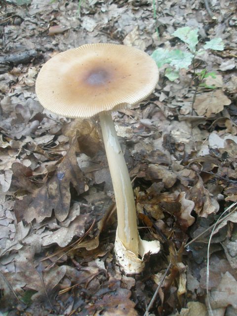 amanitopsis_fulva_2.jpg
