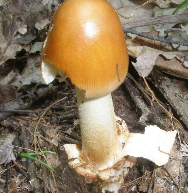 amanitopsis_fulva_3.jpg