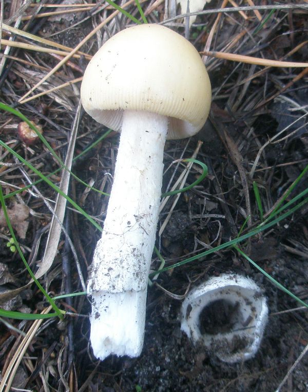 amanitopsis_sp_1.jpg
