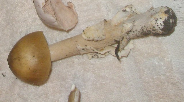 amanitopsis_sp_battarea_2.jpg