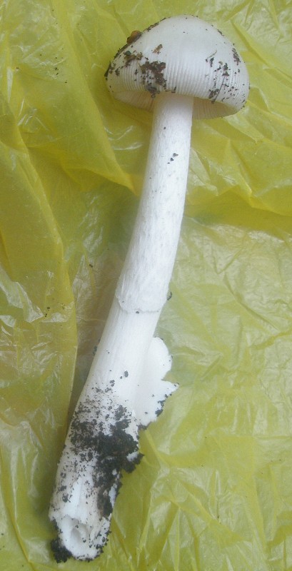 amanitopsis_sp_vaginata_1.jpg