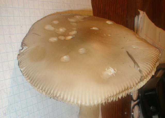 amanitopsis_vaginata_1.jpg