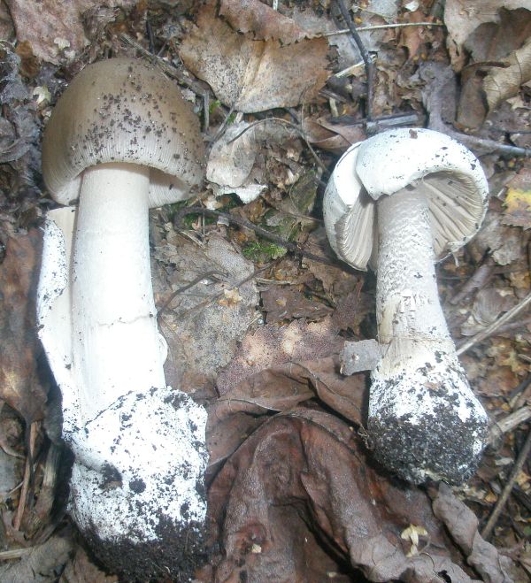 amanitopsis_vaginata_1_1_1.jpg