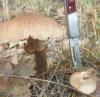 armillaria_mellea_2_t1_1.jpg