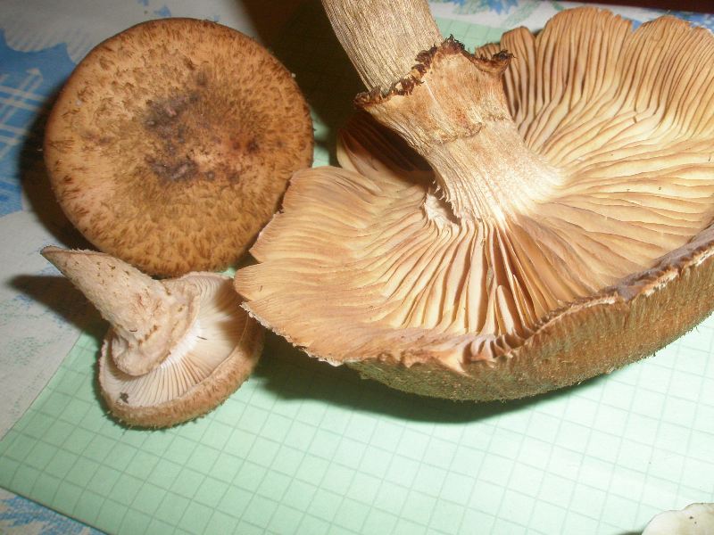 armillaria_mellea_2a.jpg