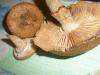 armillaria_mellea_2a_t1.jpg