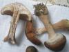 armillaria_mellea_4_t1.jpg