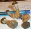 armillaria_sp_1_t1.jpg