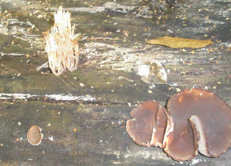auricularia_2.jpg