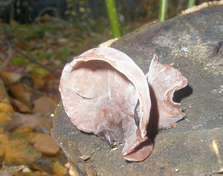 auricularia_sp_1.jpg