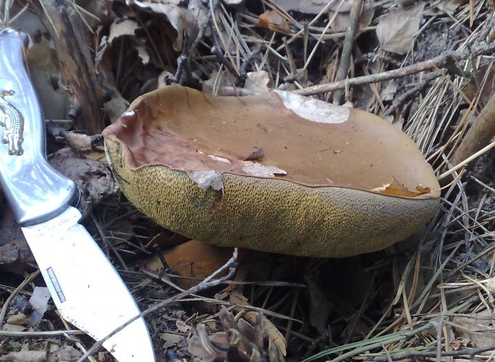 boletus_badius1_1.jpg