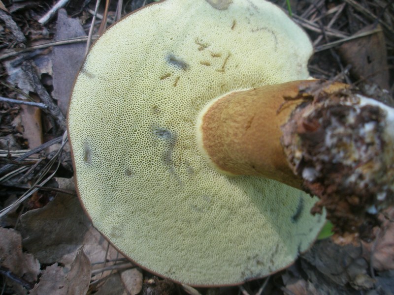 boletus_badius_1.jpg