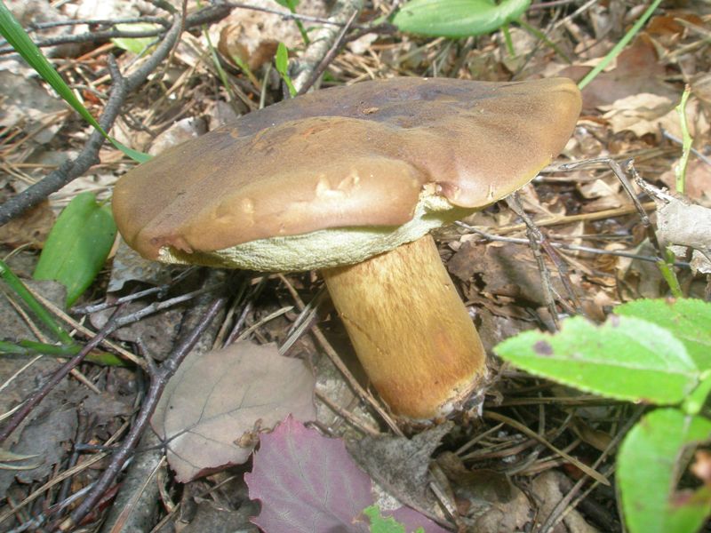 boletus_badius_2.jpg