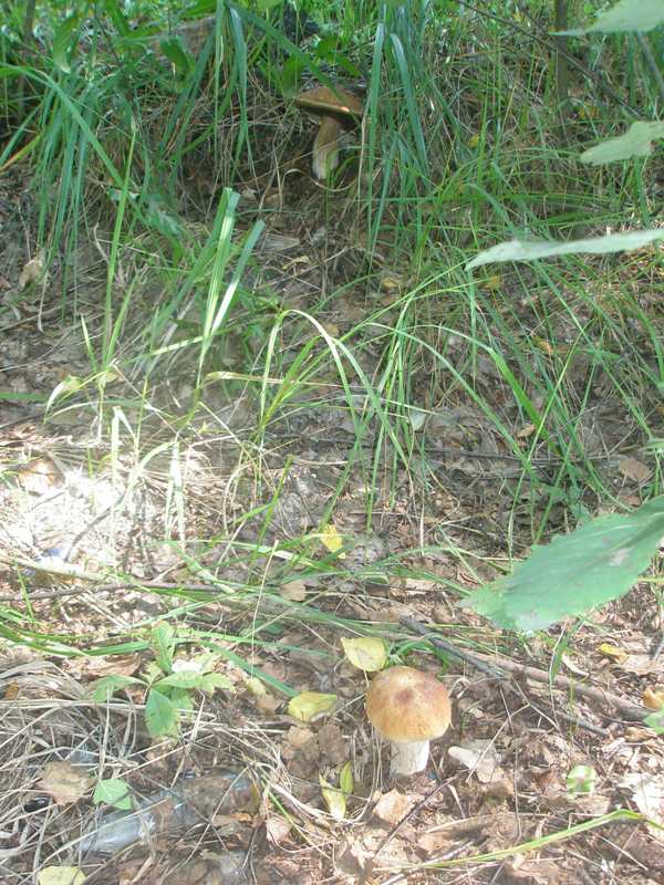 boletus_edulis_1.jpg