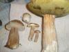 boletus_edulis_11_t1.jpg