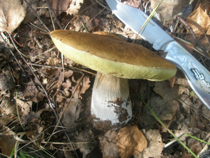 boletus_edulis_2.jpg