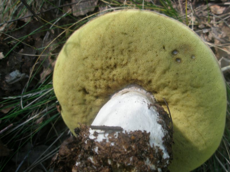 boletus_edulis_3.jpg