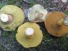 boletus_edulis_badius_subtomentosus_variegatus_t1.jpg