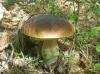 boletus_edulis_pinophilus_1_t1.jpg
