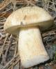 boletus_impolitus_1_t1.jpg