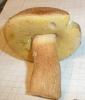 boletus_impolitus_3_t1.jpg