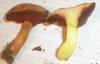 boletus_piperatus_3_t1.jpg