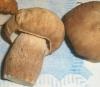 boletus_reticulatus_1_t1.jpg