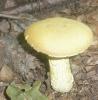 boletus_sp_1_t1.jpg