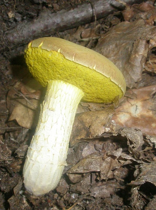 boletus_sp_2.jpg