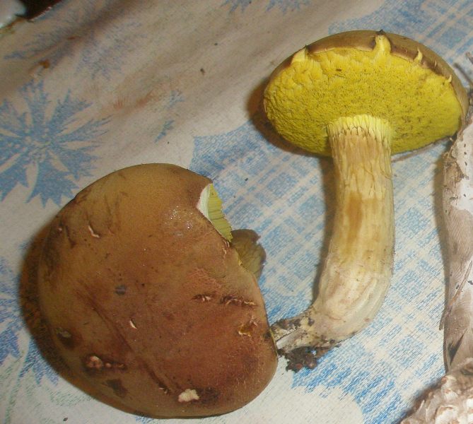 boletus_sp_3.jpg