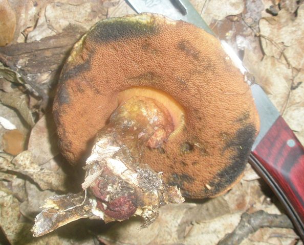 boletus_sp_erithropus_1.jpg