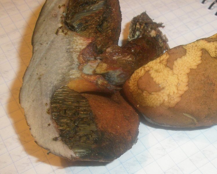 boletus_sp_erithropus_2.jpg