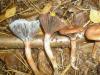 chroogomphus_rutilus_3_t1.jpg