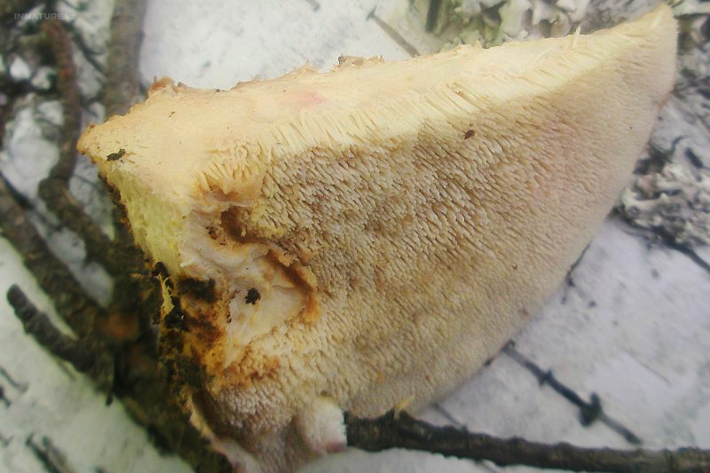 climacodon-pulcherrimus_01.jpg