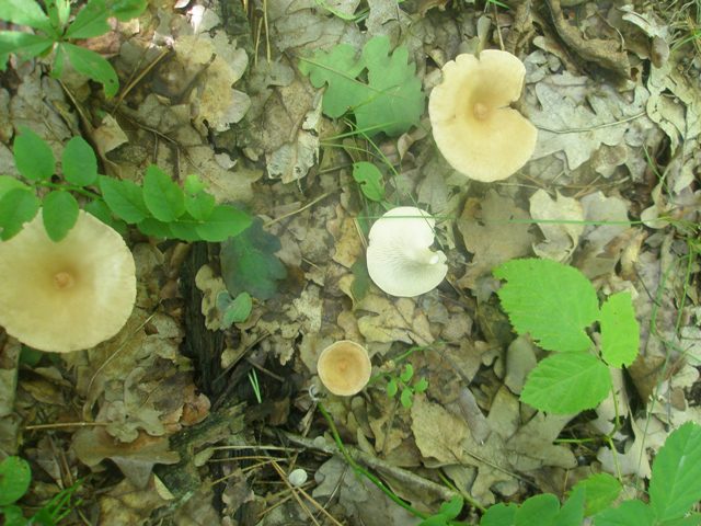 clitocybe_gibba_10.jpg