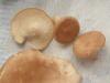 clitocybe_gibba_11_t1.jpg