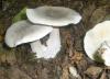 clitocybe_nebularis_1_t1.jpg