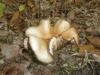 clitocybe_nebularis_2_t1.jpg