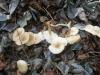 clitocybe_pruinosa_t1.jpg