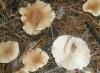 clitocybe_sp_1_t1.jpg