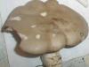 clitopilus_prunulus_1_t1.jpg