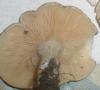 clitopilus_prunulus_2_t1.jpg