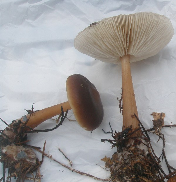 collybia_buturacea_1.jpg